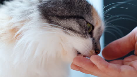 Man's-Hand-Holding-Long-Haired-Calico-Cat-Paw,-Shaking-Hands-Close-up
