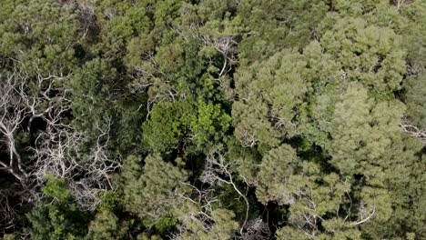Dramatic-aerial-shot-above-the-tops-of-lush-green-trees-at-forest-in-Waimea-Canyon,-Drone-Footage-Top-down-the-of-treetops-and-rocky-mountains
