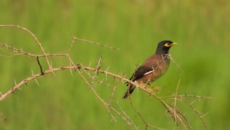 Common-Myna-in-tree---relaxing-