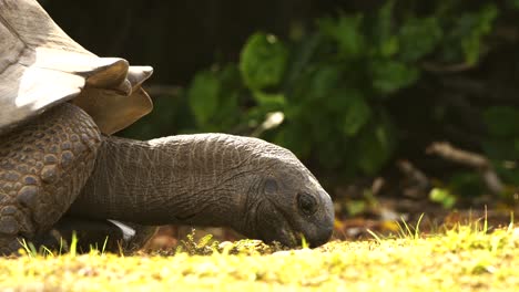 Aldabra-Giant-Tortoise-extending-his-neck-to-calmly-eating-ground-vegetation-in-tropical-Seychelles