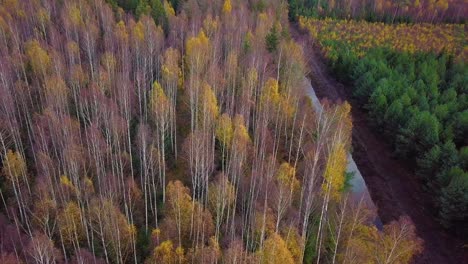 Autumn-in-a-forest,-aerial-top-view,-mixed-forest,-green-conifers,-birch-trees-with-yellow-leaves,-fall-colors-countryside-woodland,-nordic-forest-landscape,-wide-dolly-shot-moving-right