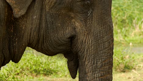 Slow-downward-pan-of-Asian-Elephant-head-to-its-trunk