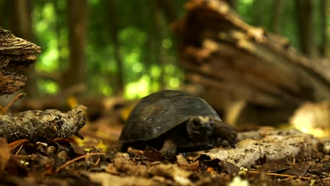Junge-Schildkröte,-Die-über-Einem-Stock-über-Den-Waldboden-Wandert