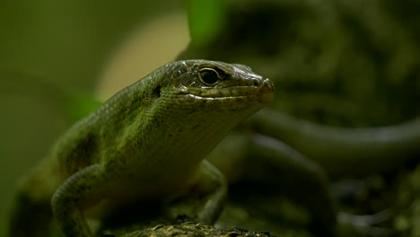 Seychelles-Skink-resting-under-the-tropical-canopy-in-the-jungle