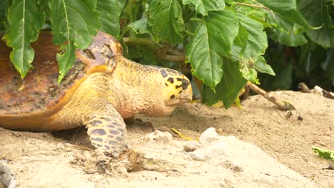 Weibliche-Echte-Karettschildkröte,-Die-Sich-über-Den-Sand-Schleppt,-Um-Den-Perfekten-Nistplatz-An-Einem-Strand-Aus-Nächster-Nähe-Zu-Finden