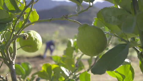 Limonero-Y-Trabajador-Agrícola-Cavando-Con-Pala-En-El-Fondo