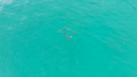 Luftaufnahme-Einer-Gruppe-Von-Adlerrochen-Im-Türkisfarbenen-Wasser-Des-Indischen-Ozeans-Auf-Praslin,-Seychellen