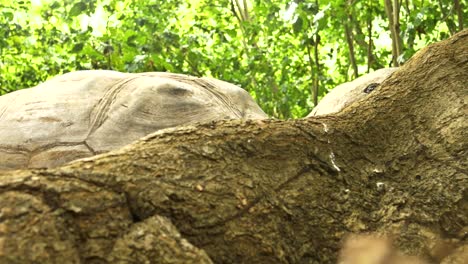 Tortuga-Gigante-Aldabra-Mirando-Por-Encima-De-Un-Tronco-De-árbol-Caído