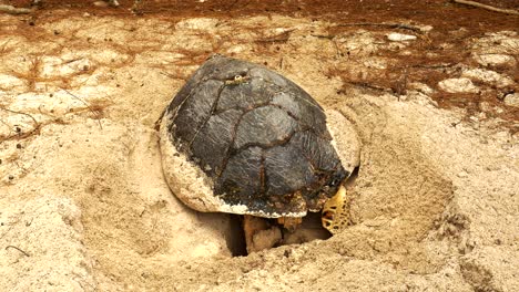 Weibliche-Echte-Karettschildkröte-Auf-Cousin-Island-Gräbt-Ein-Nest,-Um-Ihre-Eier-Zu-Legen