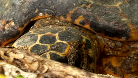 Sri-lankische-Sternschildkröte,-Die-Ein-Nest-Im-Sand-Gräbt