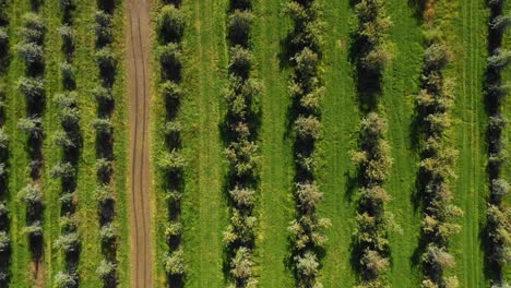 Aerial-view-of-an-orchard-in-Southern-Oregon
