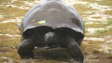 Tortuga-Gigante-Aldabra-Caminando-Lentamente-Bajo-La-Lluvia-A-Través-De-Terreno-Fangoso