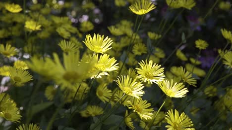 Nahaufnahme-Einer-Kleinen-Gelben-Blume,-Die-Von-Einem-Hellen-Sonnenlicht-Beleuchtet-Wird