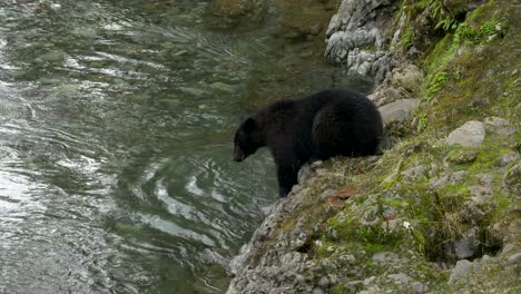 Schwarzbär,-Der-Einen-Fisch-Direkt-Aus-Einem-Fluss-In-British-Columbia,-Kanada,-Fängt