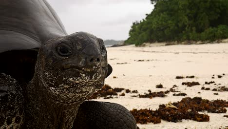 Tortuga-Gigante-Aldabra-Mira-A-La-Cámara-Mientras-Descansa-En-Una-Playa-Teleobjetivo-Extremo-Primer-Plano-De-Su-Cara-Respirando-Fosas-Nasales