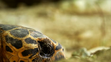 Close-up-of-head-of-Hawksbill-Turtle-in-labor