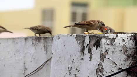 birds-eating-indian-sweets