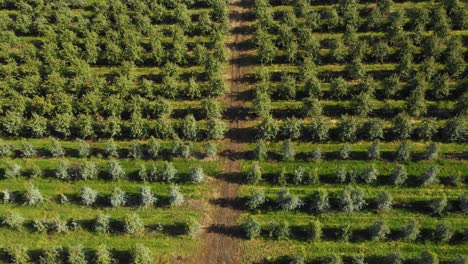 Luftaufnahme-Eines-Obstgartens-Im-Südlichen-Oregon