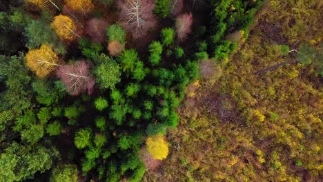 Autumn-in-a-forest,-aerial-top-view,-mixed-forest,-green-conifers,-birch-trees-with-yellow-leaves,-fall-colors-countryside-woodland,-nordic-forest-landscape,-wide-birdseye-shot-moving-forward