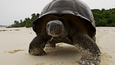 Aldabra-Riesenschildkröte,-Die-Am-Strand-Von-Cousin-Island-Spazieren-Geht-Und-Die-Kameralinse-Schnüffelt