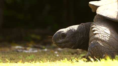 Aldabra-Riesenschildkröte,-Die-Auf-Pflanzenmaterial-Auf-Dem-Boden-Weidet
