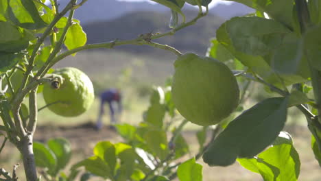 lemon-tree-and-farm-worker-digging-with-spade-in-the-background-slow-motion