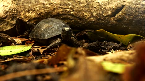 Young-Tortoise-surrounded-by-leaves-and-large-fallen-branches