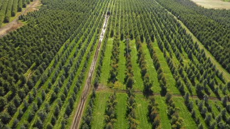 Aerial-view-of-an-orchard-in-Southern-Oregon