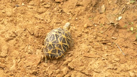 Star-Tortoise-climbing-over-a-sand-dune-in-Sri-Lankan