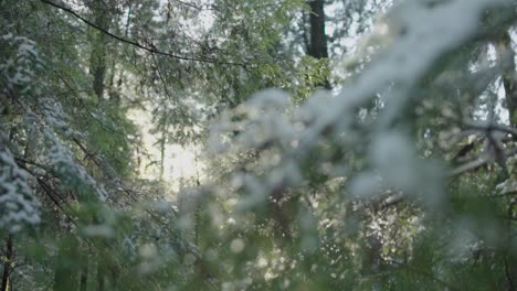 Sunlight-through-snowy-branches-in-slowmotion
