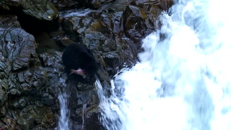 Black-Bear-snatches-a-salmon-out-of-a-flowing-river-waterfall-and-carries-it-up-the-embankment