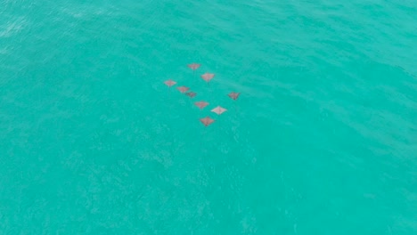 Aerial-view-of-a-group-of-eagle-rays-in-the-turquoise-waters-of-the-Indian-Ocean-on-Praslin,-Seychelles
