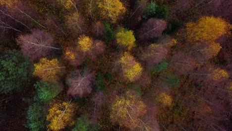 Autumn-in-a-forest,-aerial-top-view,-mixed-forest,-green-conifers,-birch-trees-with-yellow-leaves,-fall-colors-countryside-woodland,-nordic-forest-landscape,-wide-ascending-birdseye-shot