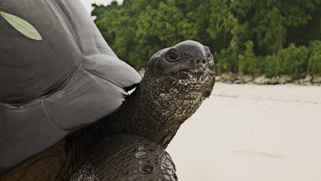 Close-up-shot-of-Aldabra-Giant-Tortoise-extending-its-neck-to-look-directly-at-the-camera-on-a-beach-during-light-rain