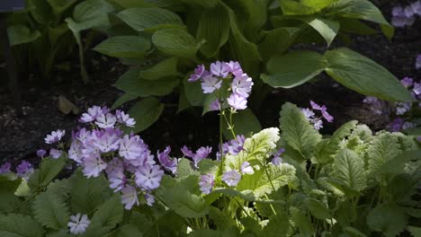 Gruppe-Kleiner-Violetter-Blüten-An-Einem-Grünen-Busch