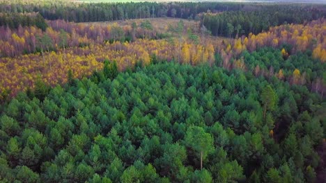 Autumn-in-a-forest,-aerial-top-view,-mixed-forest,-green-conifers,-birch-trees-with-yellow-leaves,-fall-colors-countryside-woodland,-nordic-forest-landscape,-wide-establishing-shot-moving-forward