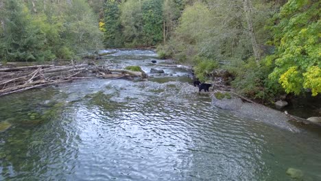 Schwarzbären-Suchen-In-Britisch-Kolumbien,-Kanada,-Einen-Fluss-Nach-Fischen-Ab