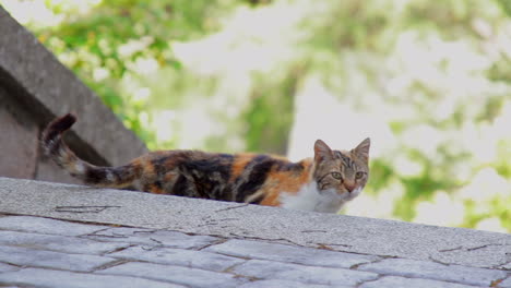 Orange-schwarze-Katze-Reibt-Sich-An-Einigen-Stufen,-Springt-Dann-Auf-Und-Geht