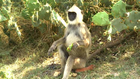 Solitary-Toque-Macaque-sitting-down-eating-raw-cactus-on-the-ground-medium-shot