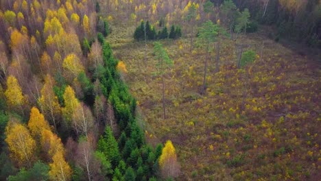 Autumn-in-a-forest,-aerial-top-view,-mixed-forest,-green-conifers,-birch-trees-with-yellow-leaves,-fall-colors-countryside-woodland,-nordic-forest-landscape,-wide-dolly-shot-moving-left