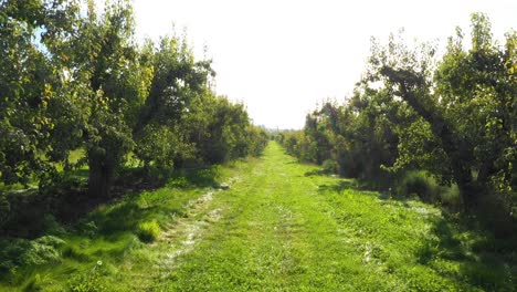 Moving-through-an-orchard-in-Southern-Oregon