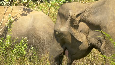 Elefante-Asiático-Pastando-Cerca-Del-Follaje-En-Sri-Lanka
