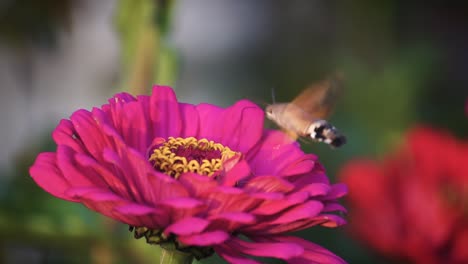 Hummingbird-hawk-moth-feeding-on-a-flower,-green-field,-blurred-background