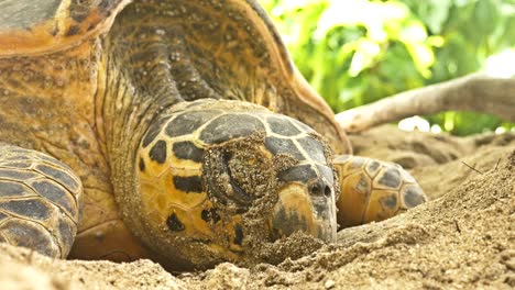 Hawksbill-Turtle-Female-in-Labor-laying-eggs-close-up-of-her-face-during-contractions