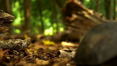 Adventurous-Young-Tortoise-walks-past-the-camera-in-a-low-shot-of-the-forest-floor