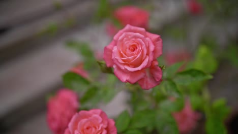 Pink-flowers,-roses-in-a-blurry-background,-slow-motion,-static-camera,-green-leaves