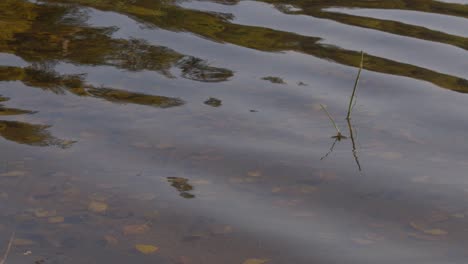 Launische-Wellen-Auf-Einem-Herbstsee-Mit-Einer-Toten-Pflanze