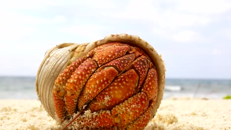 Shy-Defensive-Orange-Hermit-Crab-hiding-in-his-shell-on-a-idyllic-sandy-beach-background-macro-static