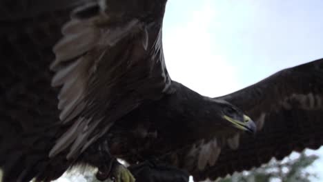 Eagle,-hawk-with-wide-wings-and-feathers-in-slow-motion-starting-to-fly