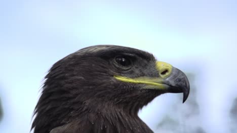 Eagle,-Hawk-Hautnah-Mit-Einem-Ehrenhaften-Gesicht-Der-Amerikanischen-Flagge